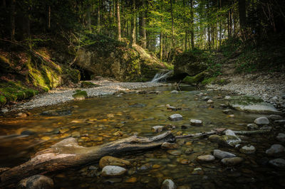Stream flowing through rocks in forest