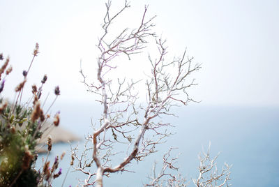 Low angle view of dry plant against clear sky