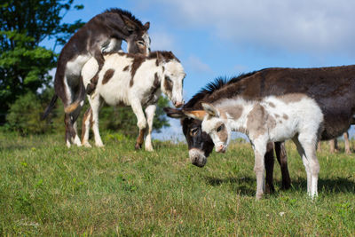 Horses grazing on field against sky