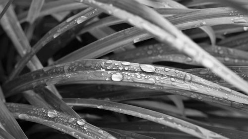 Close-up of water drops on grass