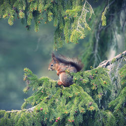 Squirrel eating plant