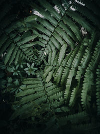 High angle view of fern leaves