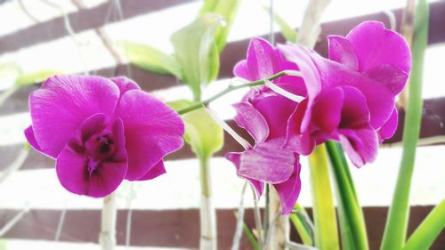 Close-up of pink crocus flowers blooming outdoors