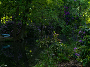 Plants and trees in park