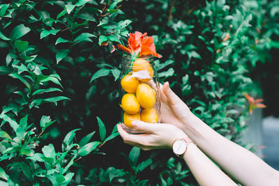 Cropped hands of woman holding bottle with marian plums and flowers by plants