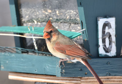 Close-up of bird perching on wood