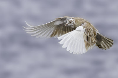 Close-up of bird flying over sea