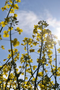 Low angle view of yellow flowers