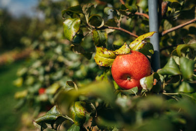 Close-up of apples on tree