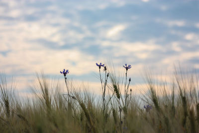 Close-up of purple flowering plants on field against sky