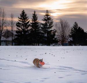 View of an animal on snow covered land