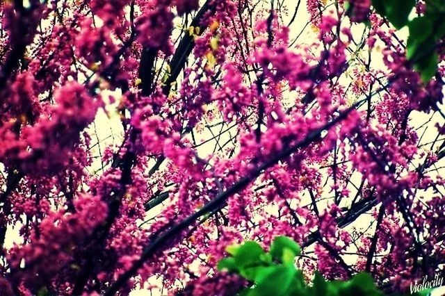 flower, pink color, freshness, growth, beauty in nature, tree, branch, fragility, nature, pink, focus on foreground, blossom, close-up, blooming, in bloom, petal, outdoors, park - man made space, selective focus, springtime