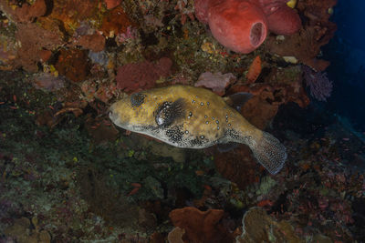 Close-up of fish swimming in sea