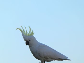 Low angle view of a bird
