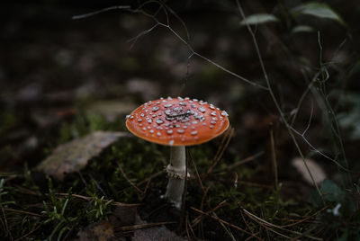 Close-up of fly agaric mushroom on field