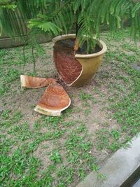 High angle view of potted plant on field