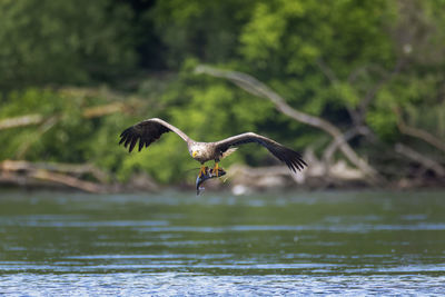 The white-tailed eagle, haliaeetus albicilla with the prey