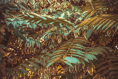 Full frame shot of plants