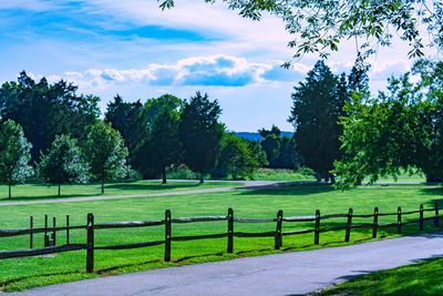 Trees growing in field