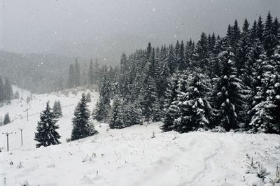 Pine trees on snow covered land against sky