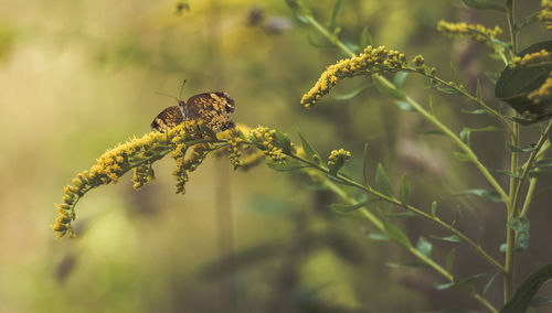 Close-up of butterfly on plant