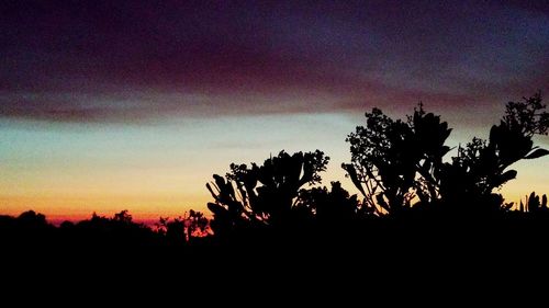 Low angle view of silhouette trees against sky