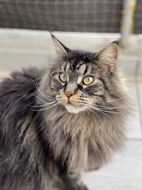 Close-up portrait of cat relaxing at home