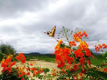 Scenic view of flowering plants on land against sky