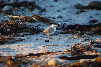 Close-up of birds on beach