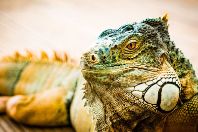 Close-up of iguana