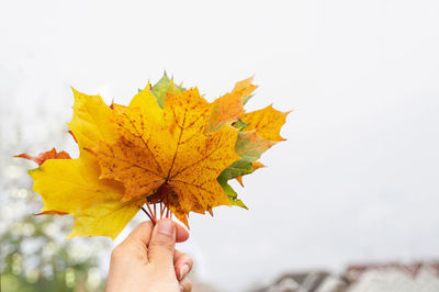 Close-up of person holding maple leaves