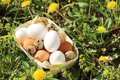 Close-up of eggs in grass