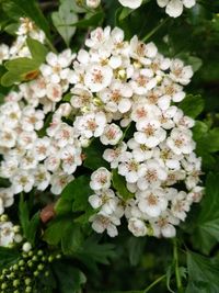 Close-up of white flowering plants