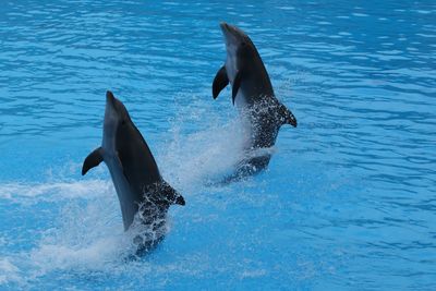 Dolphins performing in swimming pool