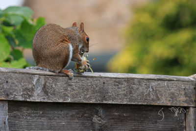 Close-up of squirrel on wooden railing