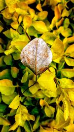 High angle view of fresh green leaf on land