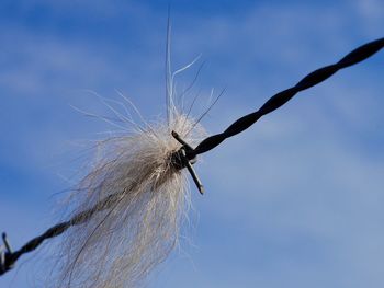 Close-up of cow hair on the fence against blue sky