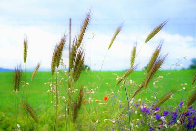 Close-up of stalks in field against sky