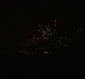 Low angle view of fireworks against sky at night