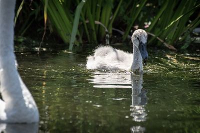 Swan swimming in lake