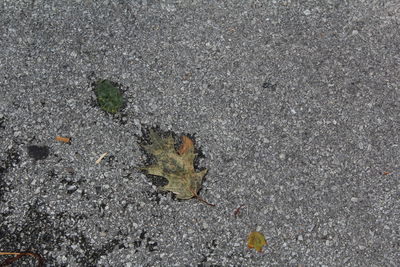 High angle view of leaf on sand