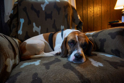 Close-up of basset hound sleeping on armchair at home