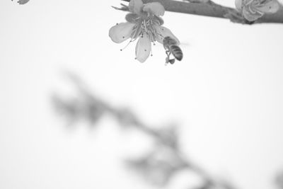 Low angle view of flowering plant against sky