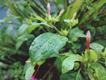 Close-up of plant