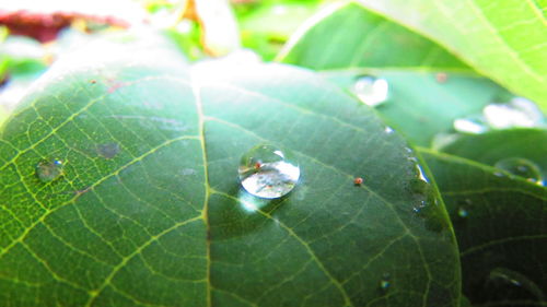 Close-up of leaves