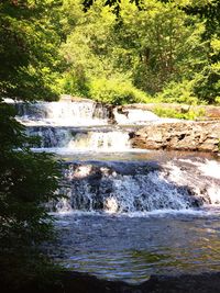 Scenic view of river flowing through forest