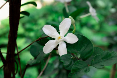 Close-up of white flowering plant