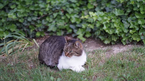 Cat in a field