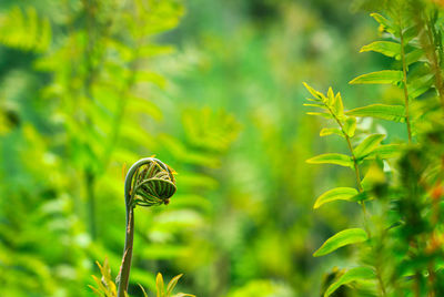 Close-up of butterfly on leaves