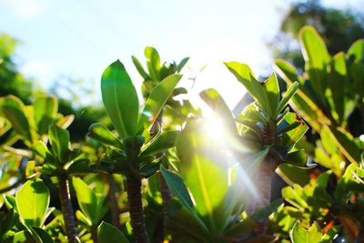 Close-up of plant against bright sun